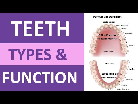 Types of Teeth and Their Functions: Incisors, Cuspids, Bicuspids, Molars | Teeth Anatomy