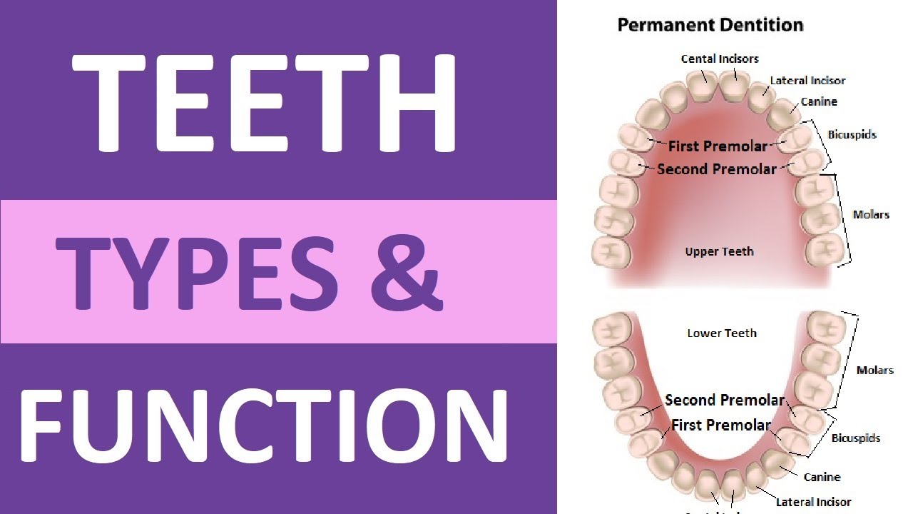 Types of Teeth and Their Functions: Incisors, Cuspids, Bicuspids, Molars | Teeth Anatomy