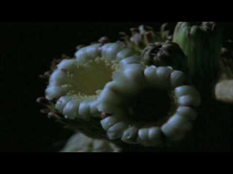 Video thumbnail for Walking in the Clouds