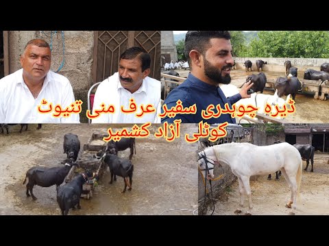 Dera Ch Sagheer (Bala) UK & Ch Safeer (Manni) || Tanyot || Kotli || Azad Kashmir