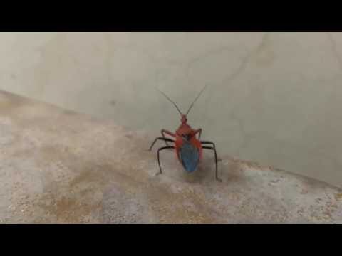 Locomotion in ARTHROPODS