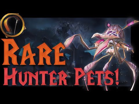 Top 5 RAREST Hunter Pets and why YOU should get them! (Pt.2)