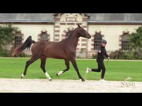 MELBOURNE D'ARGOUGES