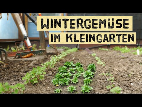 Wintergemüse aus dem Kleingarten - so viel kann jeder anbauen. Ernten im Winter im Gemüsegarten