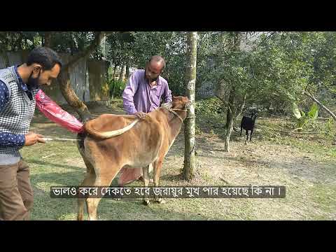 How to get 100% Success in Artificial Insemination in Local Cow,  100 % Ai / RIT cow treatment