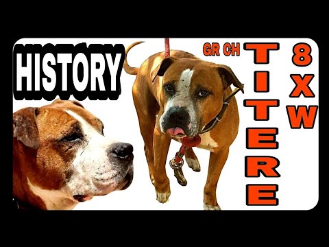 GR CH EL TÍTERE 8xW POR - Dog Fighting History - Pitbull Fighting History #pitbull #bulldog