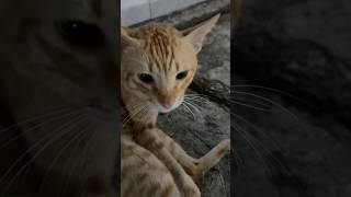 フィリピンの猫