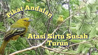 Download lagu Suara Pikat Burung Sirtu Andalan Dijamin Ampuh mp3