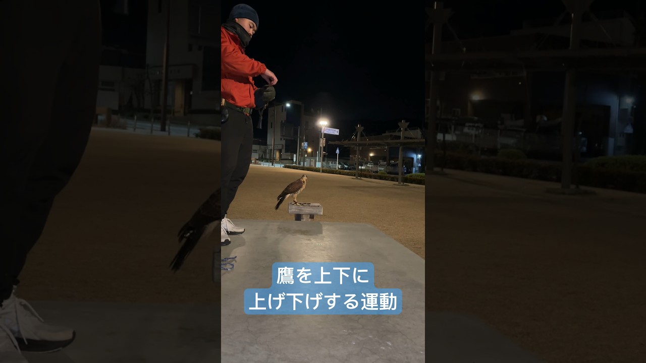 ハリスホーク、初めてのジャンプアップ訓練