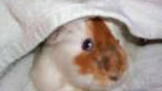 Sugar Guitar- Skye Sweetnam (JEK&#39;s weird slideshow)