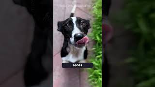 ESSE CACHORRO GANHOU UMA MERCEDES