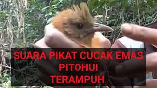 Download lagu Suara Masteran dan Pikat Burung Cucak Emas Burung Pitohui Ampuh dan Andalan, suara jernih mp3
