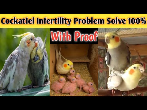 Infertility Issues In Cockatiel l Cockatiel Breeding In 7 Days l Cockatiel Top Class Breeding Tips