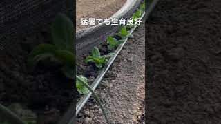 白菜栽培2023/8/6 本日も猛暑日41℃