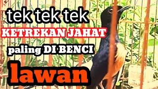 Download lagu KETREKAN EMOSI MURAI BATU || pancingan murai batu cepat bongkar isian mp3 Download lagu KETREKAN EMOSI MURAI BATU || pancingan murai batu cepat bongkar isian mp3