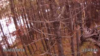 Rabbit hunt  long rifle 22 Trunk Road Alberta part 2