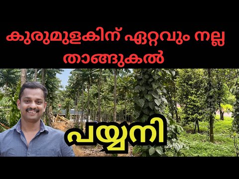 Payyani #payani #azanthal #best supporting tree for pepper #payyani#Payyani Sapling #