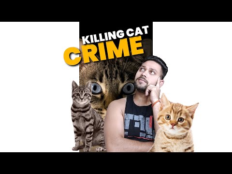 Is Killing a Cat a Crime in Egypt? #short #cat #ancientegypt