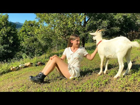 A Magical Day in our Permaculture Food Forest: How Two Goats Changed Everything