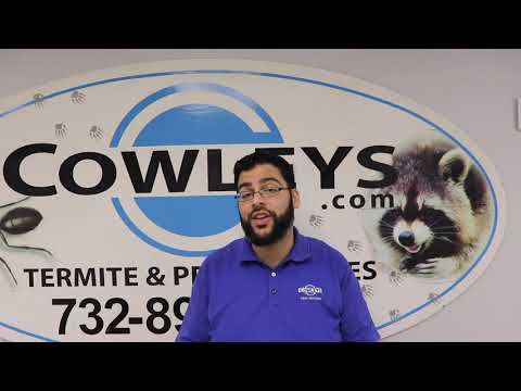 Tips to Prevent Termites