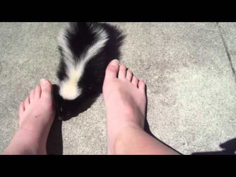 Baby skunk foot sniff