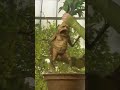 Miawaug Tertawa Melihat Tanaman Hidup Miawaug Memes