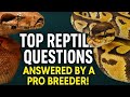 Top Reptile Questions Answered By A Pro Breeder