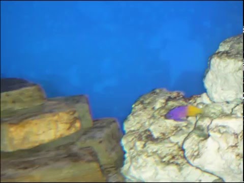 Les Fantaisistes de Jeremie - La femme et la boisson