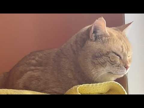 A moving family left their cat behind. His reaction might surprise you.