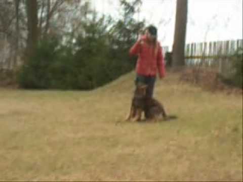 Astoria Daniel Bohemia - Nácvik poslušnosti