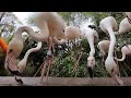 Feeding At The Flamingo Buffet
