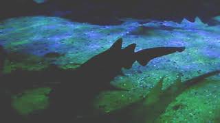 Musica Relaxante, Para Acalmar a Mente, Elevação Espiritual, para Dormir e Estudar.