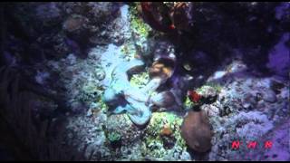 Belize Barrier Reef Reserve System (UNESCO/NHK)
