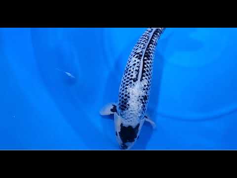 VHQ Dainichi Female Gin Rin Black Diamond November Harvest 2021