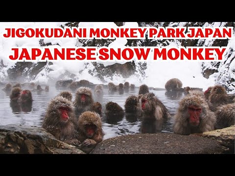 Japanese Snow Monkey Hot Spring Experience | Nagano ★ ONLY in JAPAN