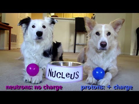 Dogs Teaching Chemistry - The Atom