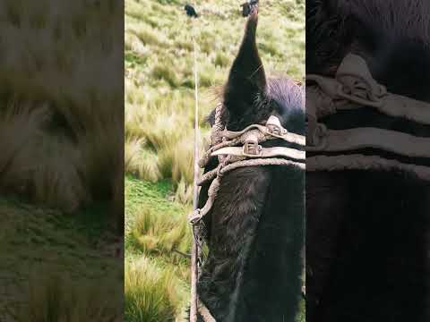 chagras chilcatingo, enlazando en páramo Pujili Cotopaxi