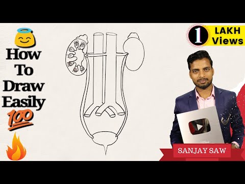 How to draw Human Excretory System Step by step for Beginners ! Video