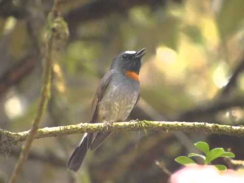 muchárik lesný (Ficedula strophiata) — biotop a pohyb