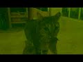Cat Eats Bat