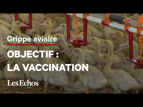 , title : 'Grippe aviaire : le gouvernement veut vacciner les volailles à l'automne 2023'
