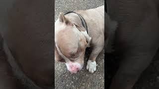 Live highlight #adoreble #doglife #dog #petlovers #puppy #cutedog #cute #fypシ