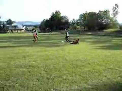 Chruslice - ogniwo piwniczna