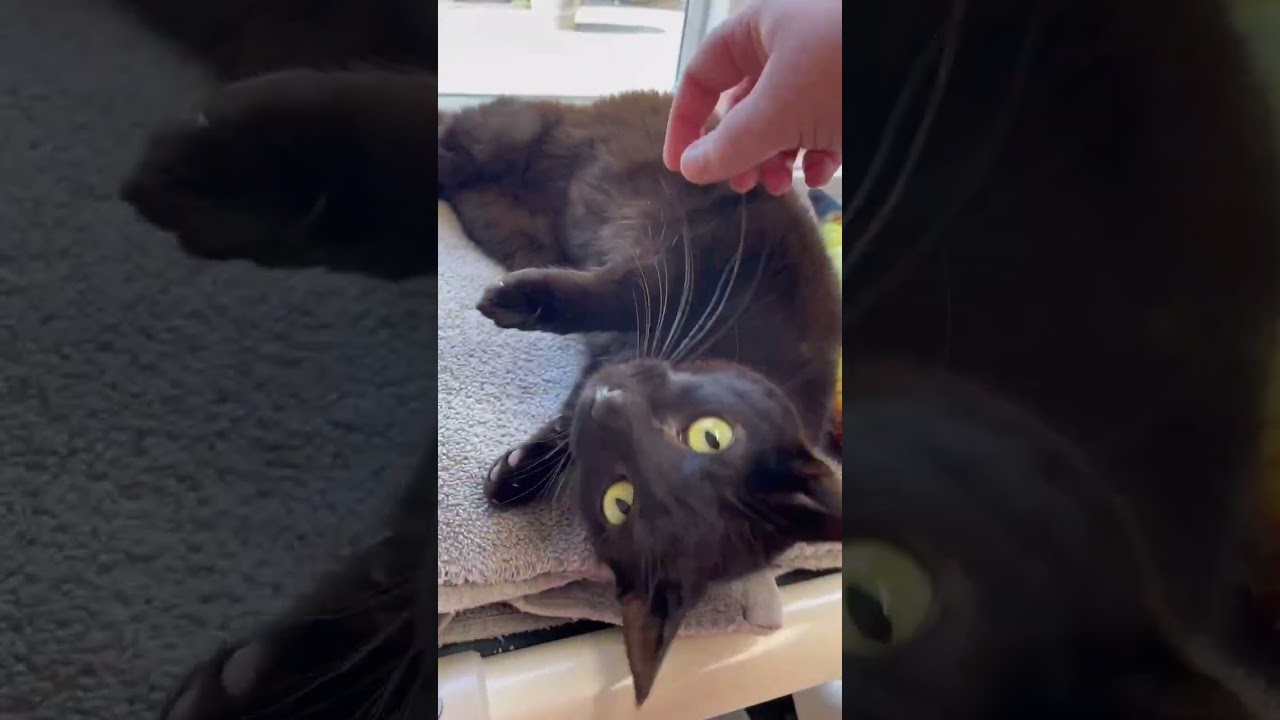 Enlarge Roslyn, a Adoptable Domestic Short Hair in St. Helena, CA video 6/6