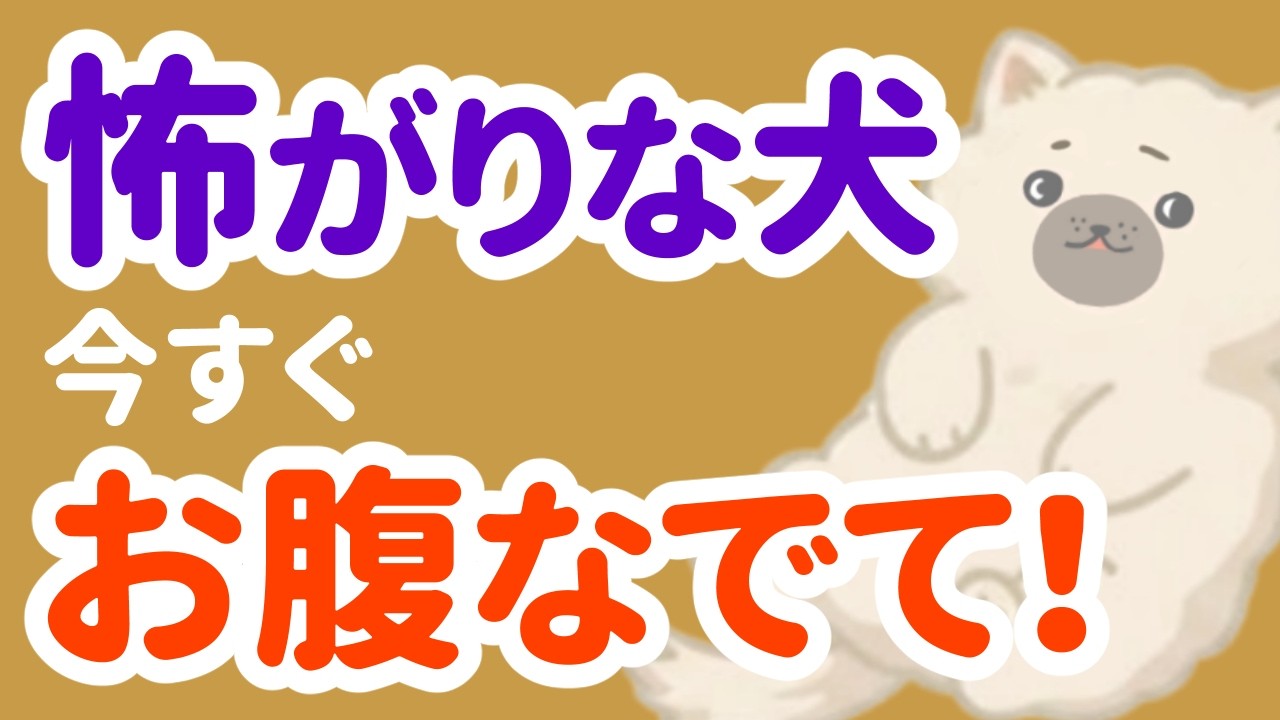 繊細すぎる…ビビりな犬の特徴5選｜実はお腹がカギでした