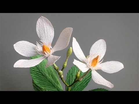 ABC TV | How To Make Wrightia Antidysenterica Paper Flower From Crepe Paper - Craft Tutorial