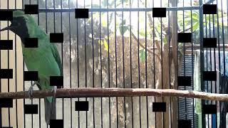 Download lagu NGERI! Cucak ijo JAMTROK cari lawan GACOR dan BONGKAR isian istimewah mp3 Download lagu NGERI! Cucak ijo JAMTROK cari lawan GACOR dan BONGKAR isian istimewah mp3