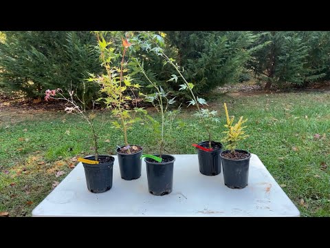 New Japanese Maple Trees and a Conifer from Mr. Maple