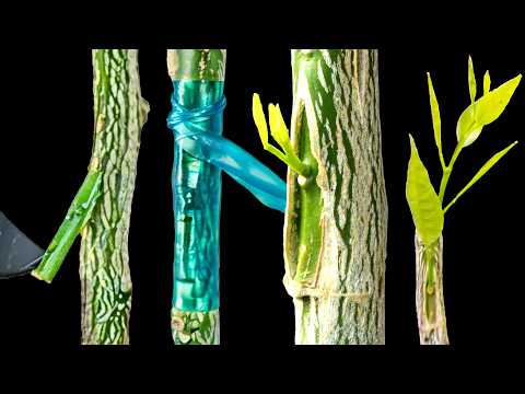 Grafting Orange Trees – How to Graft a Tree by T-budding