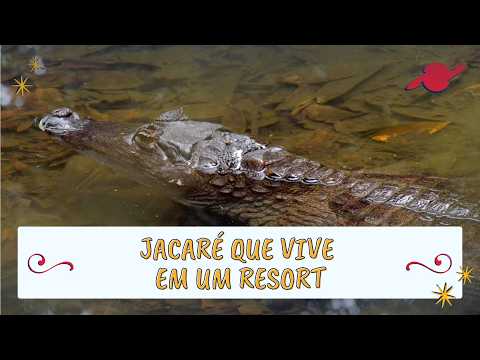Conheça o jacaré que vive em um resort no Amazonas #parte1